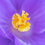 Crocuses